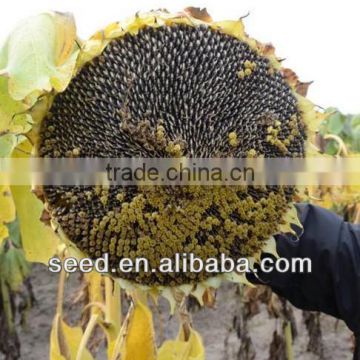 1335 Chinese Planting Sunflower Seed