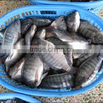 Frozen Tilapia Bream 200-300G Whole Fish Supplier / Guangdong China Tilapia