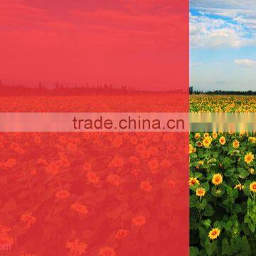 Eva Decorative Wallpaper Red Colored Solar Window Film photo-6