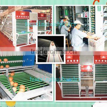 china automatic egg collection system for sale
