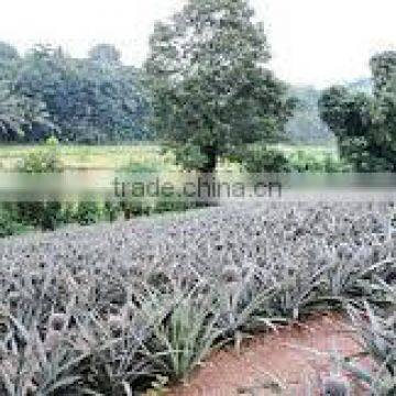 Suvimie Fresh Sri Lankan Pineapples photo-4