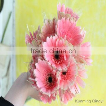 High Quality Fresh Cut Gerbera with Multicolor Color Types of Gerbera