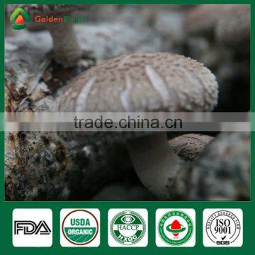 Shiitake Mushroom Production,Shiitake Mushroom Farm,Shiitake Spawn photo-5