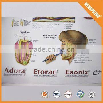 Wholesale biological teaching human chart