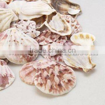 Fan Shell Raw Rough Scallop Shells, about 39~45mm long, 37~42mm wide, 6~7mm thick, hole: 2mm, about 90pcs/500g(BSHE-S108)