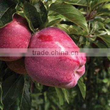 Apples(Golden Delicious, Red delicious, Gala supreme, fuji)