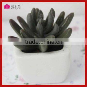 2013 High Quatliy Table Indoor Decoration Mixed Succulents