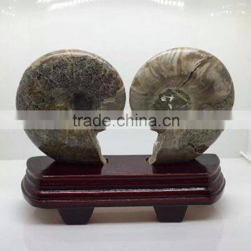 Natural High Quality Ammonite Fossil Slice For Sale