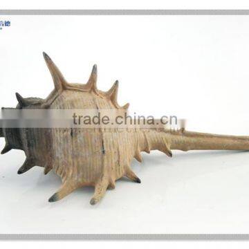 indian antique sea conch shell for sale