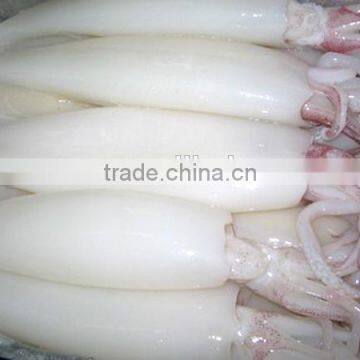 frozen fresh squid tube with head(tentacle)