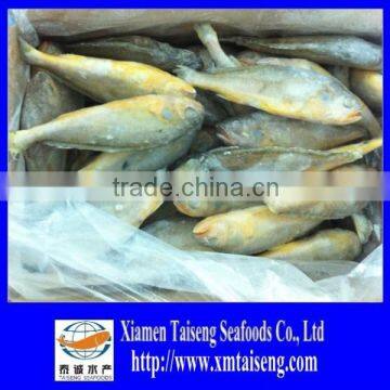 IQF Whole Round Yellow Croaker Fish