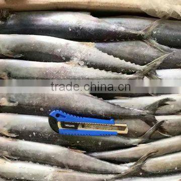 sea food frozen spanish mackerel for sale fresh fish