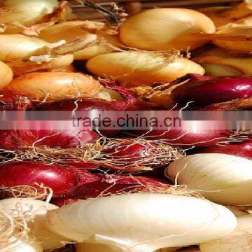 Fresh Onions