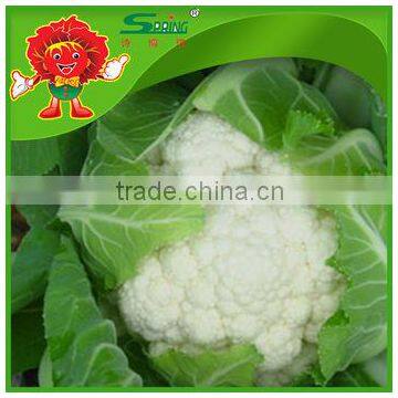 lowest prices of white cauliflower Yunnan vegetable hotbed