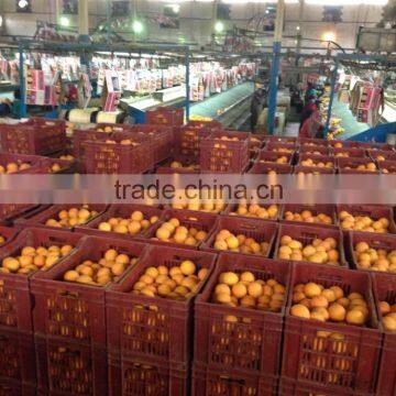 weight of Navel and Valencia Orange from Egypt in 18 kg cartons