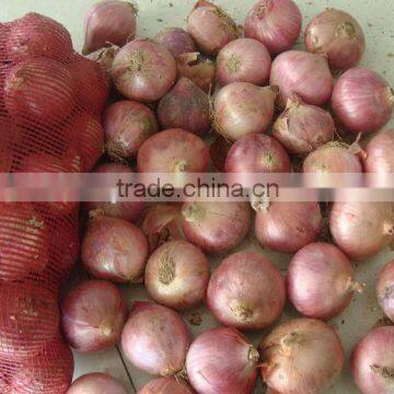 China New Crop Fresh Onion photo-3