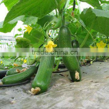 Hot sale Hybrid cucumber seeds fruit cucumber seeds for growing-Bei Jin No.5