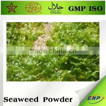 dried agar agar seaweed powder price