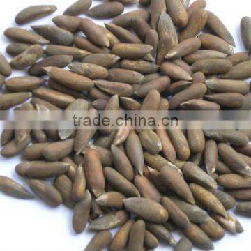 Quality Pine Nuts In Shell