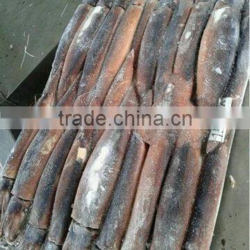 Frozen Illex Squid for Bait photo-2