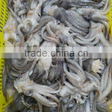 Frozen BQF New Produced Tweed Bait Squid Heads photo-4
