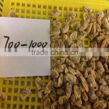 Hot Sales Frozen Surf Clam Meat photo-4