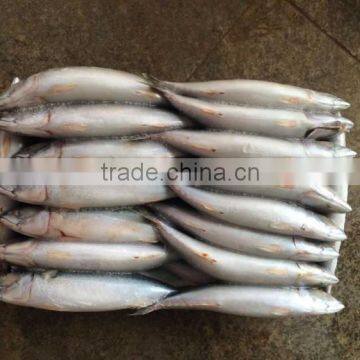 frozen pacific mackerel fresh hot sale fish