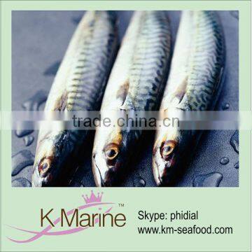 China Supplier Sea Frozen Mackerel Fish lot number#kmw4020