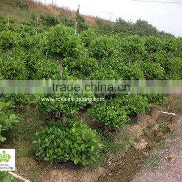 Ficus Panda 3 Steps Nursery for Landscaping photo-2