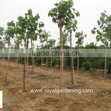 Ficus Religiosa for Shipment photo-2