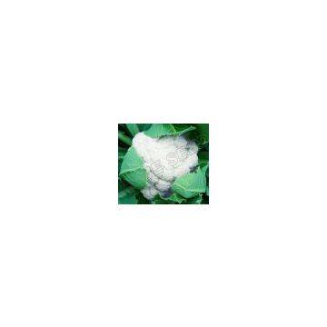 Hybrid Cauliflower 40-45 days seeds 6176
