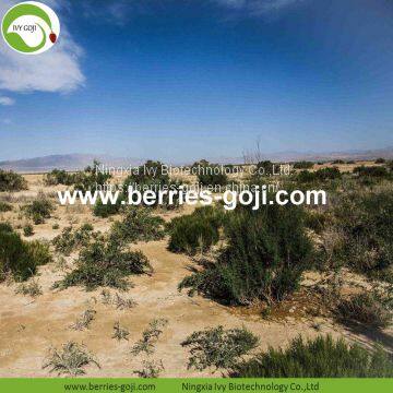 Factory Supply Dried Black Goji photo-3