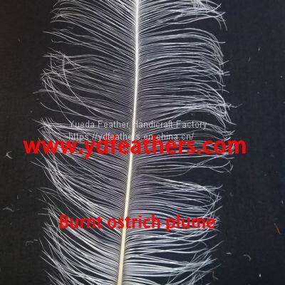 Burnt Ostrich Plume Feather from China