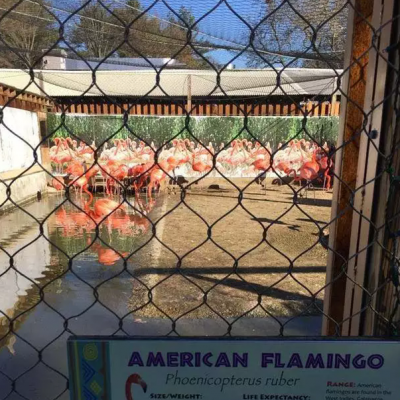 Stainless Steel Flexible Woven Safety Rope Net Is Used for Building High Air Anti-Fall Zoo Safety Fence