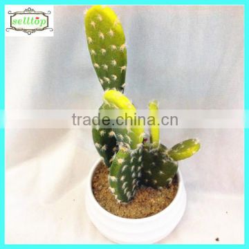 15cm hot sale new design cactus flowering plants