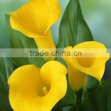 Wide variety latest calla lily flowers wedding bouquet