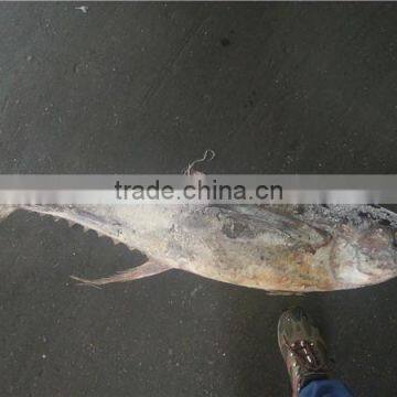 Big Size Yellwofin Tuna photo-4