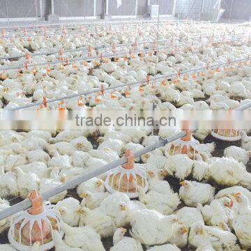 Poultry Feeding and Drinking System for Broiler