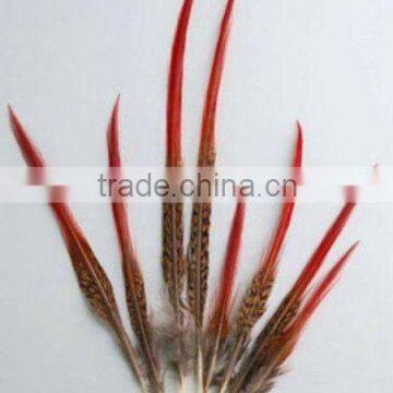 Golden Pheasant Tail Red Tips