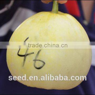 Sweet Star No.20 Chinese Wide Adaptability Musk Melon Seeds