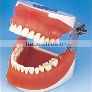 Oral Surgery Jaw Model