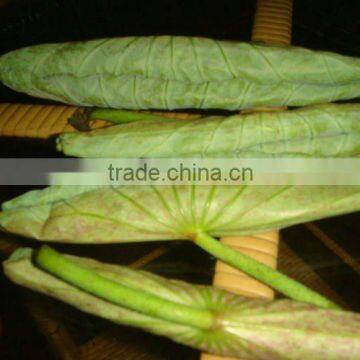 Young lotus leaf