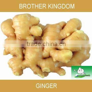 buy fresh China ginger in pvc carton