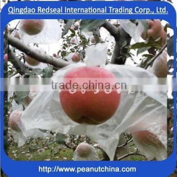 Hot Sale Fuji Red Apple