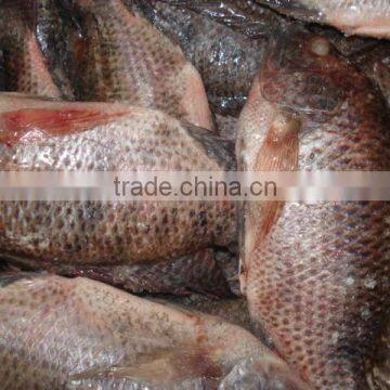 Frozen black tilapia WR / WGS / WGGS