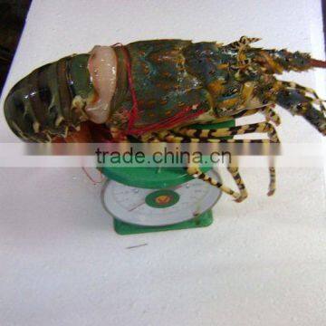 FROZEN LOBSTER WHOLE