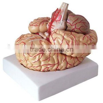 showing model of brain ,cerebral arteries and function position Brain Anatomy Model