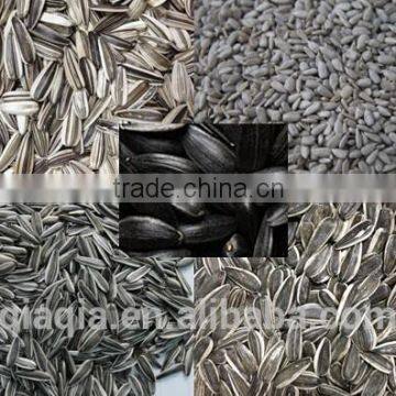 Wholesale sunflower seeds for extracting sunflower oil