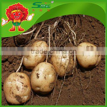 2016 Good spherical fresh organic potatoes