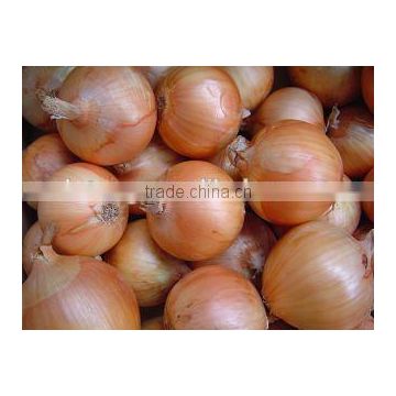 2014 new crop chinese fresh onion in good price from Best Food